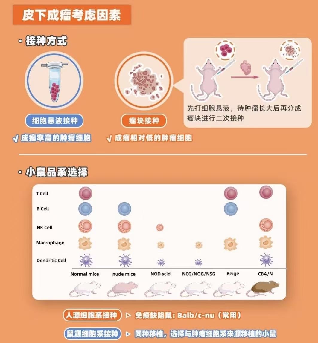 裸鼠皮下成瘤模型实验-沈阳医学院实验动物研究中心