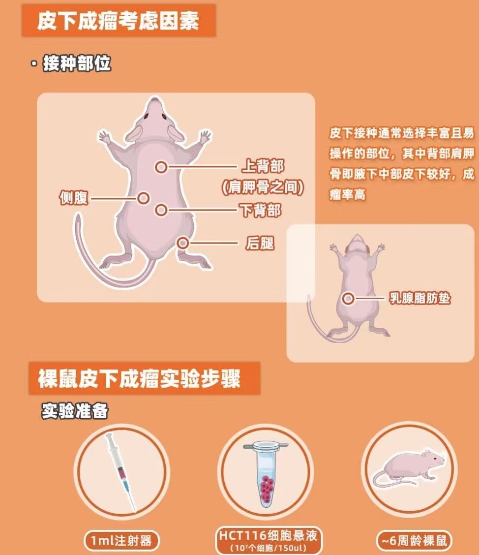 裸鼠皮下成瘤模型实验-沈阳医学院实验动物研究中心